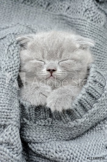 Picture of Gray kitten sleep in gray clouth